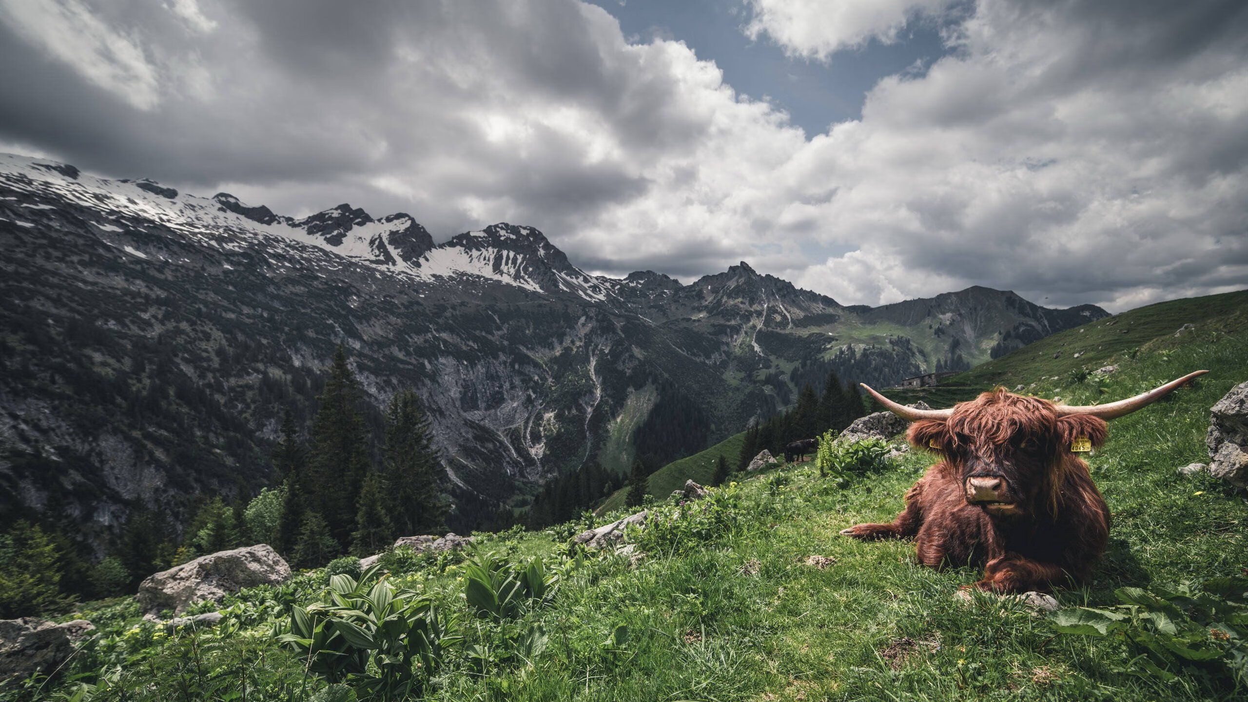 塞内加尔的最后三分钟，戈麦斯如何用防守绞索勒死新西兰
